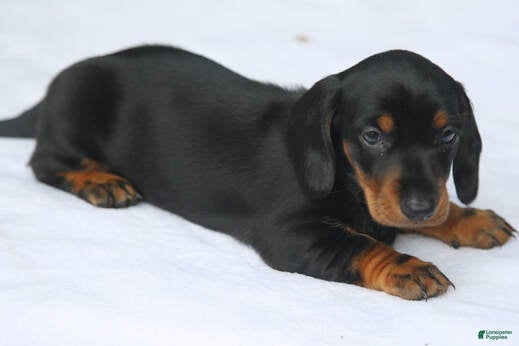 Miniature Dachshund dogs Black and Tan Smooth Standard - Ad 4