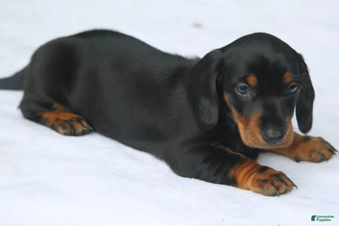 Miniature Dachshund dogs for sale: Black and Tan Smooth Standard - Ad 1
