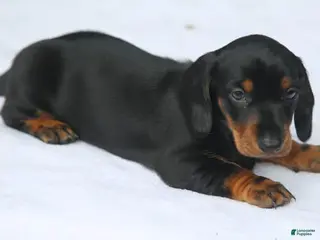 Miniature Dachshund dogs Black and Tan Smooth Standard - Ad 4