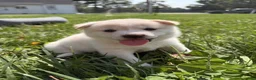 Shiba Inu dogs for sale: Yuki - Ad 3