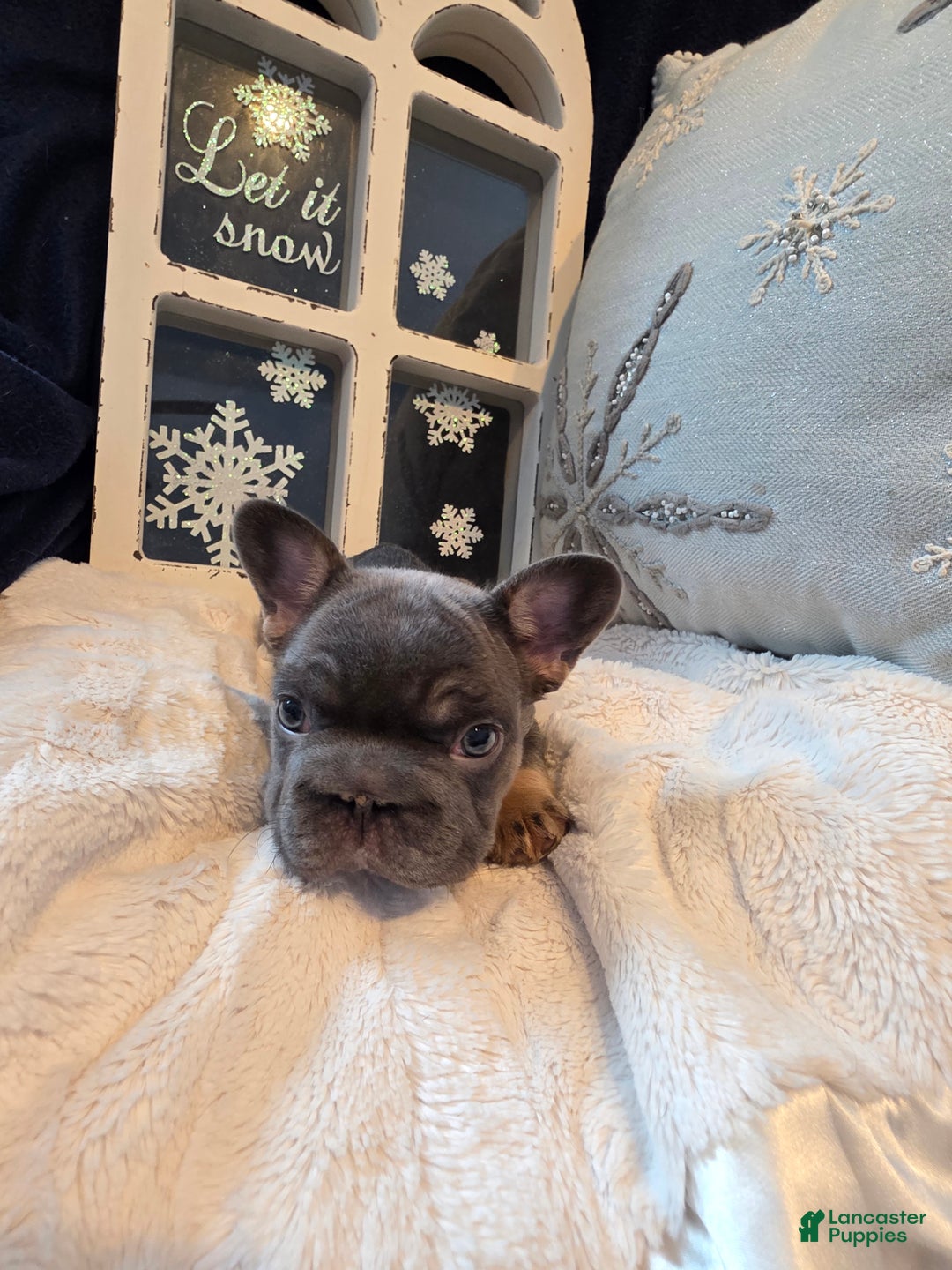 French Bulldog dogs for sale: ❄️ Iduna – Blue Big Rope French Bulldog, carries fluffy - Ad 2