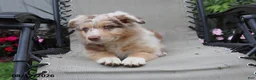 Australian Shepherd dogs for sale: Candy - Ad 4