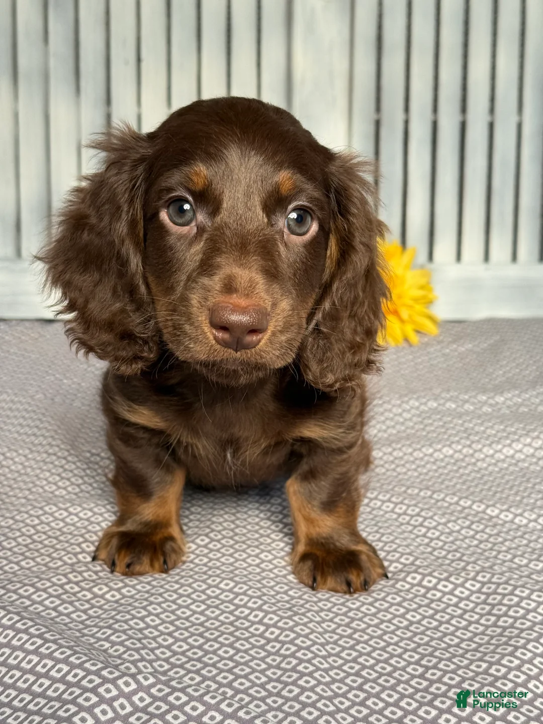 Miniature Dachshund dogs for sale: Lincoln - Ad 1