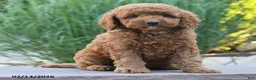 Miniature Poodle dogs for sale: Harvy - Ad 4