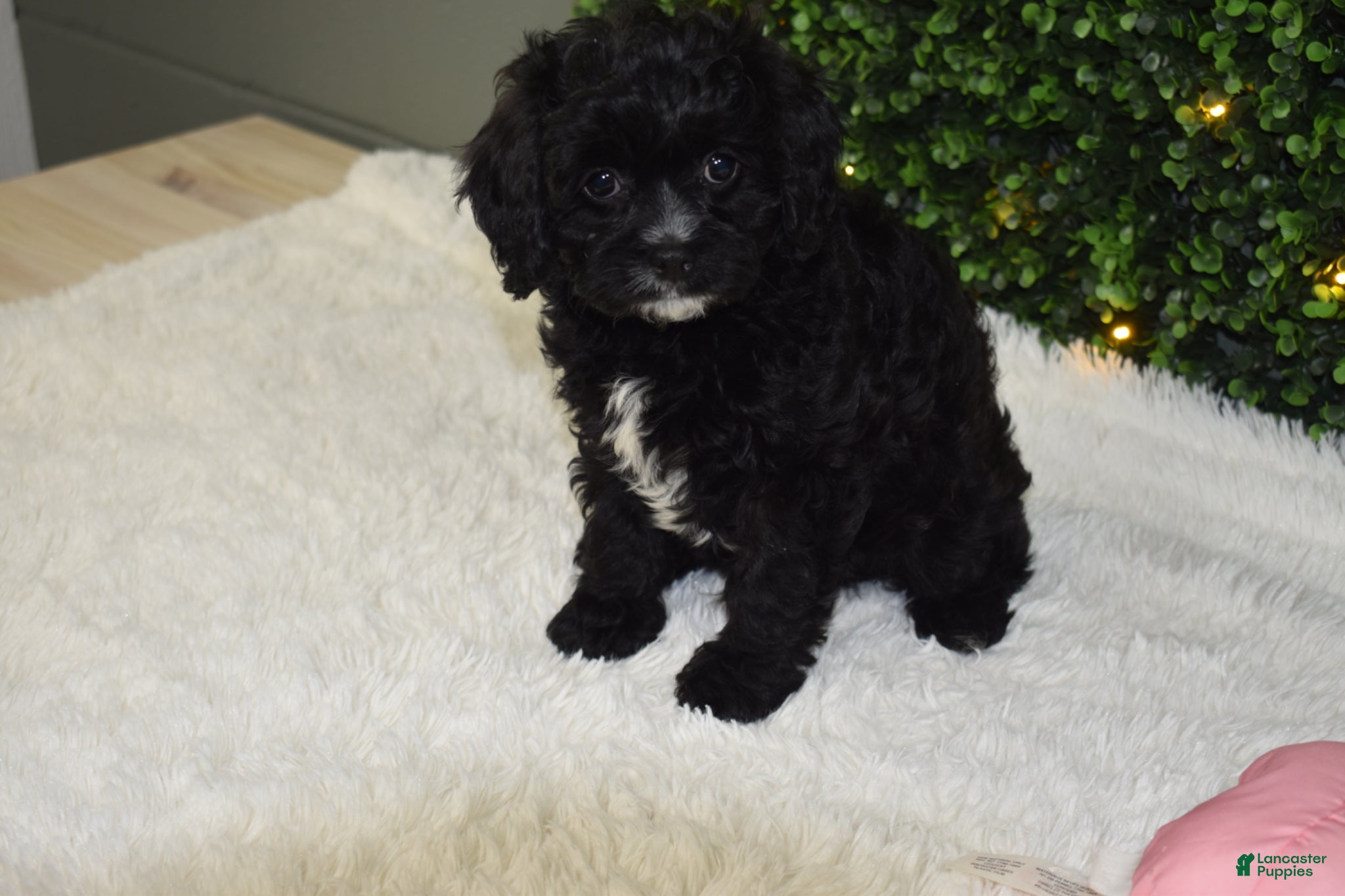 Cavapoo dogs Brady - Ad 1