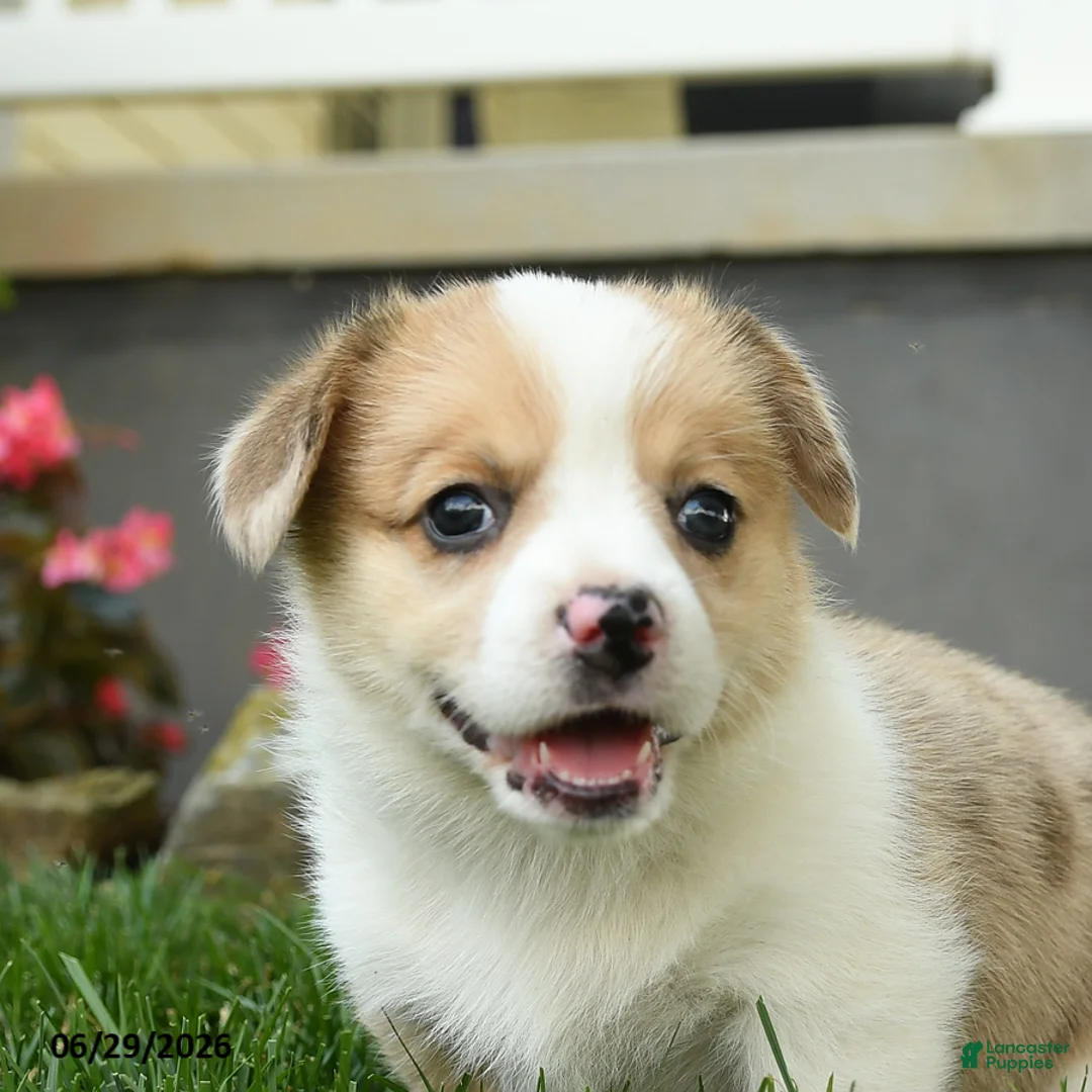 Welsh Corgi Pembroke dogs for sale: Molly - Ad 5