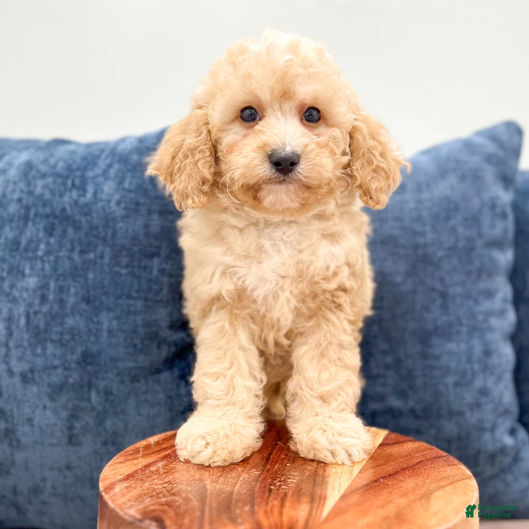 Miniature Poodle dogs for sale: Buddy - Ad 2