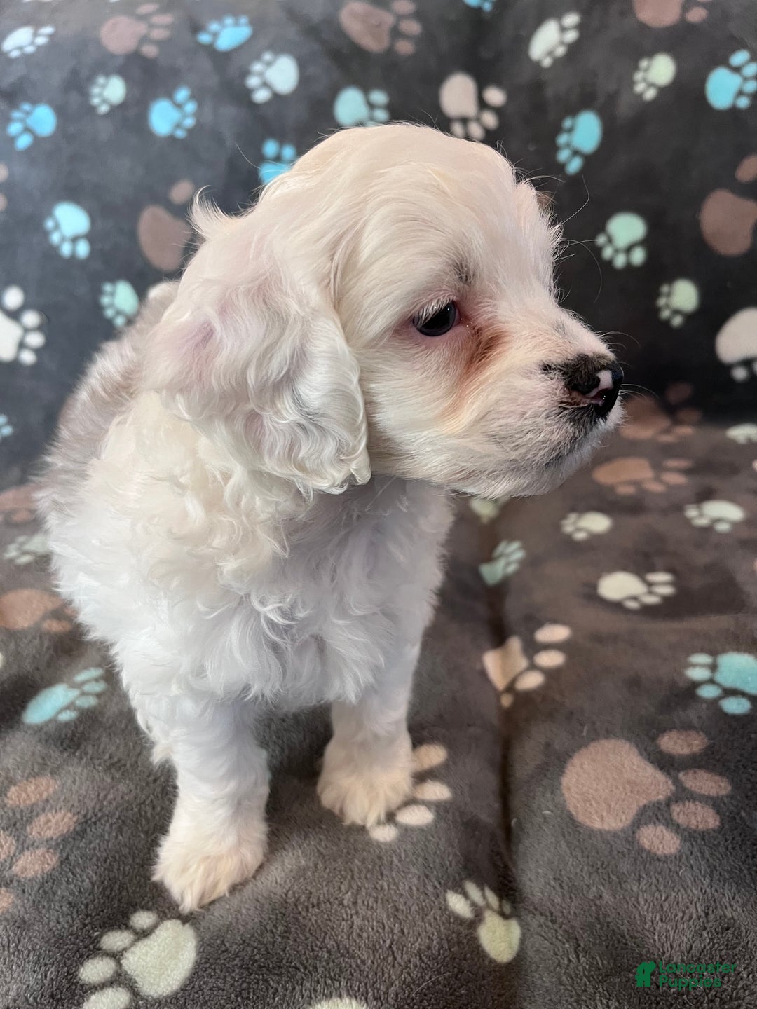 Cockapoo dogs for sale: Cockapoo Puppy 2 - Ad 12