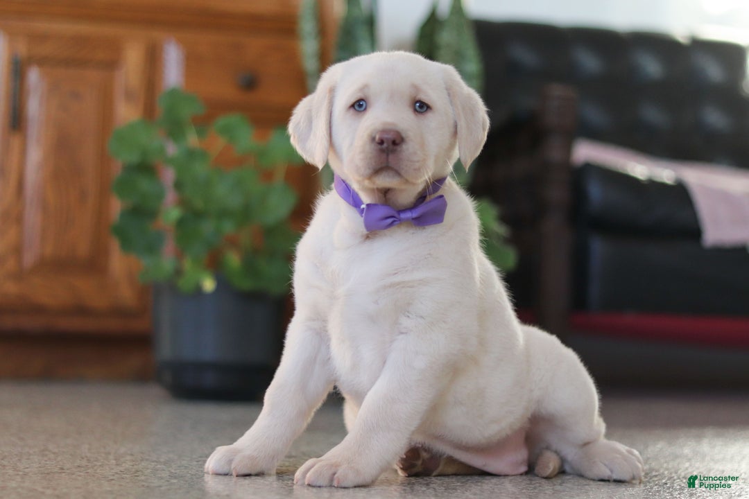 Labrador Retriever dogs for sale: Noel - Ad 3