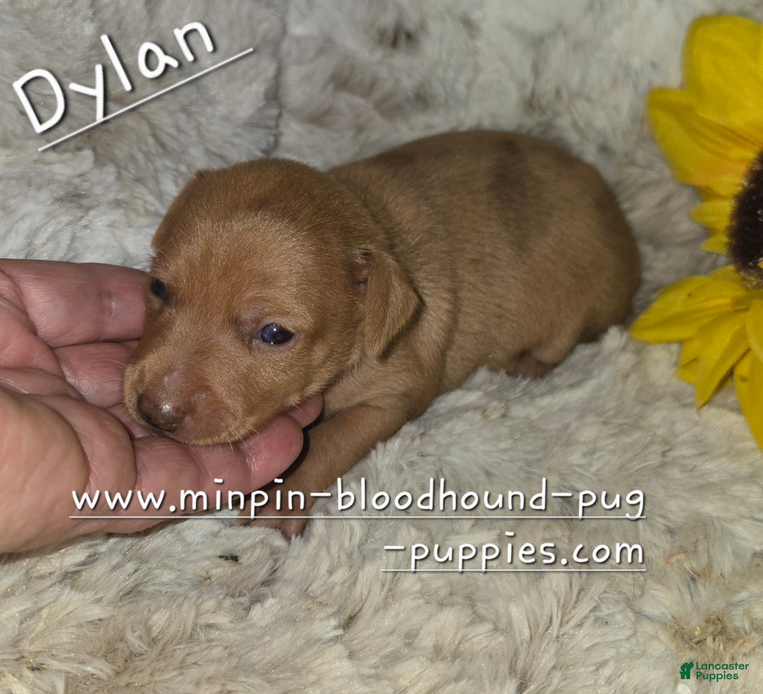 Miniature Pinscher dogs for sale: Dylan, stag chocolate merle - Ad 3