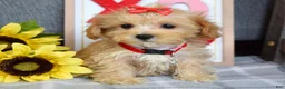 Maltipoo dogs for sale: Frankie  - Ad 17