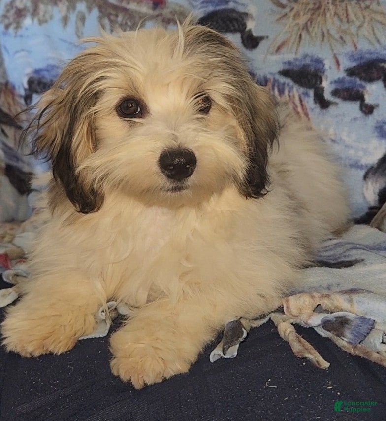 Havanese dogs for sale: Mena - Ad 1