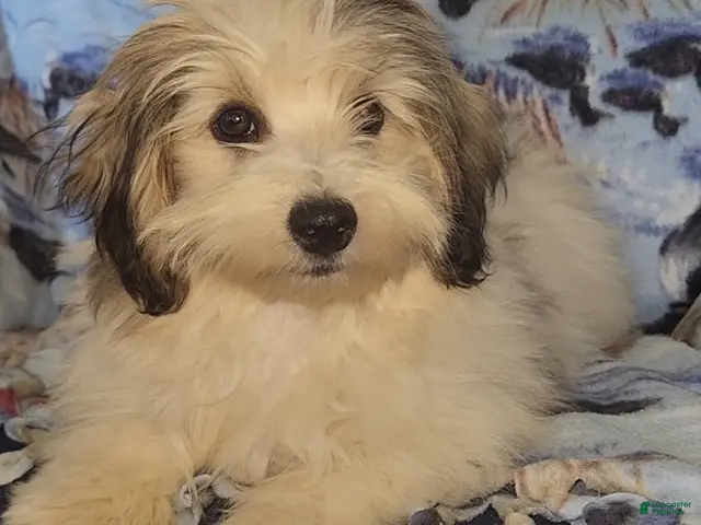 Havanese dogs for sale: Mena - Ad 1