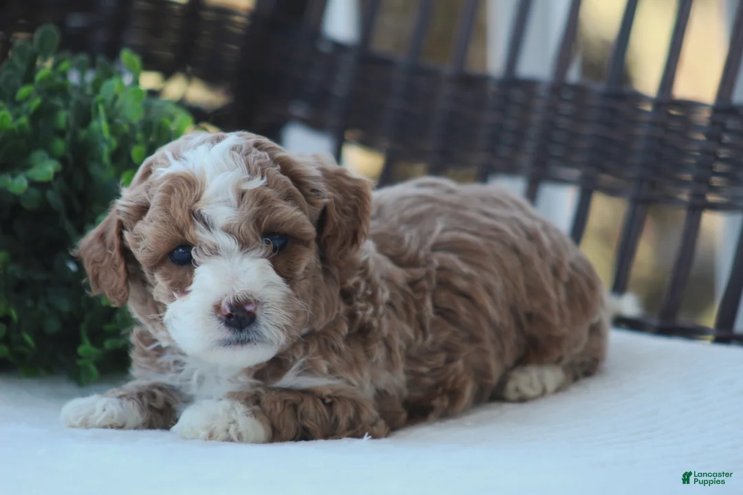 Bichpoo dogs for sale: Asher - Ad 2