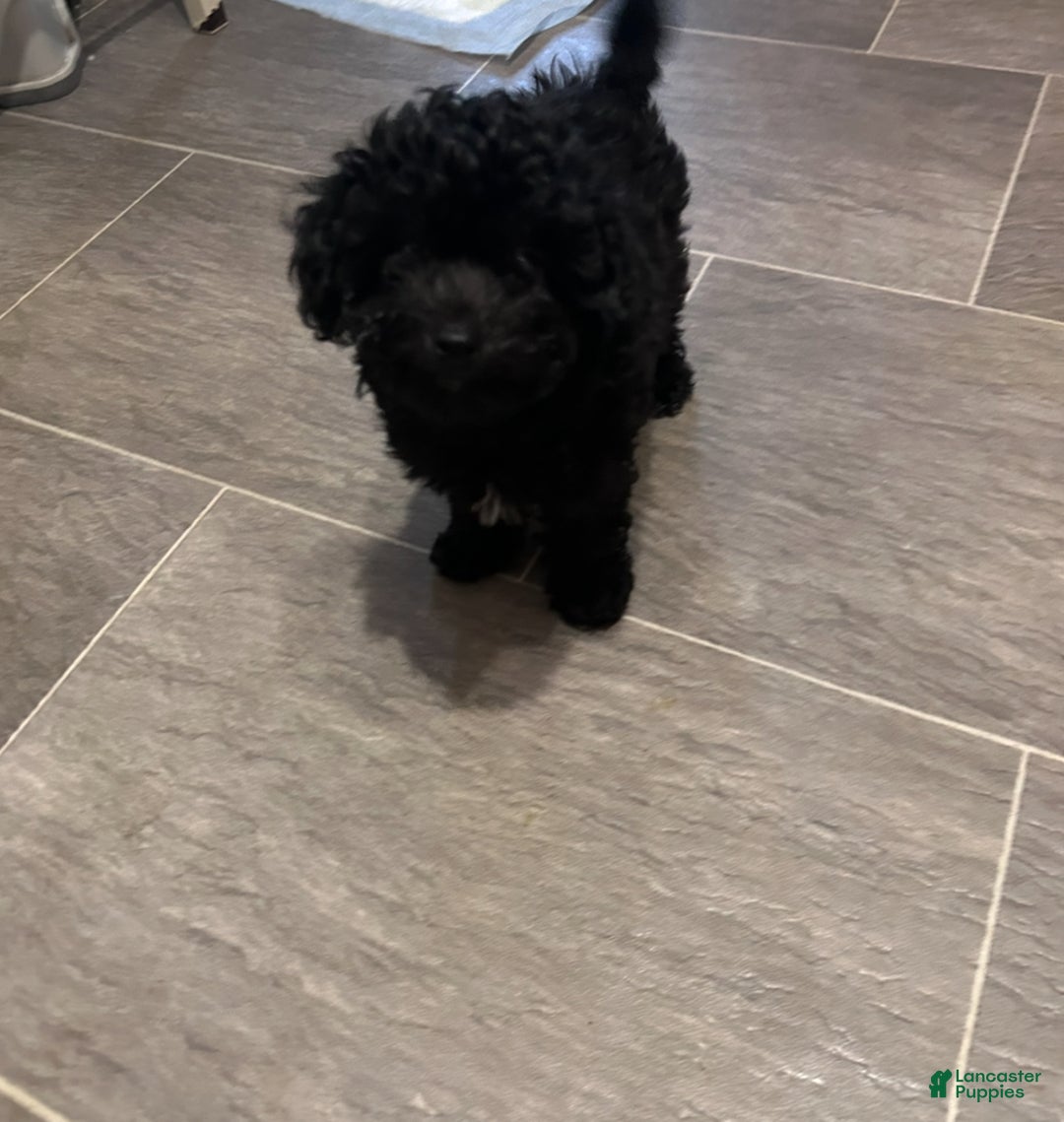 Chipoo dogs for sale: Marie - Ad 1