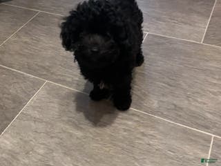 Chipoo dogs Marie - Ad 3