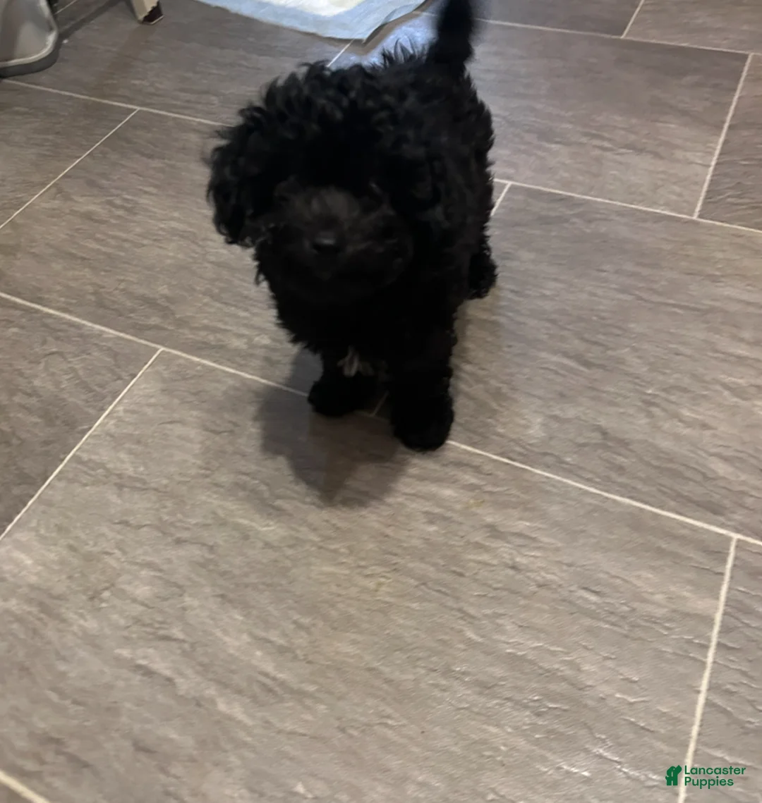 Chipoo dogs for sale: Marie - Ad 1