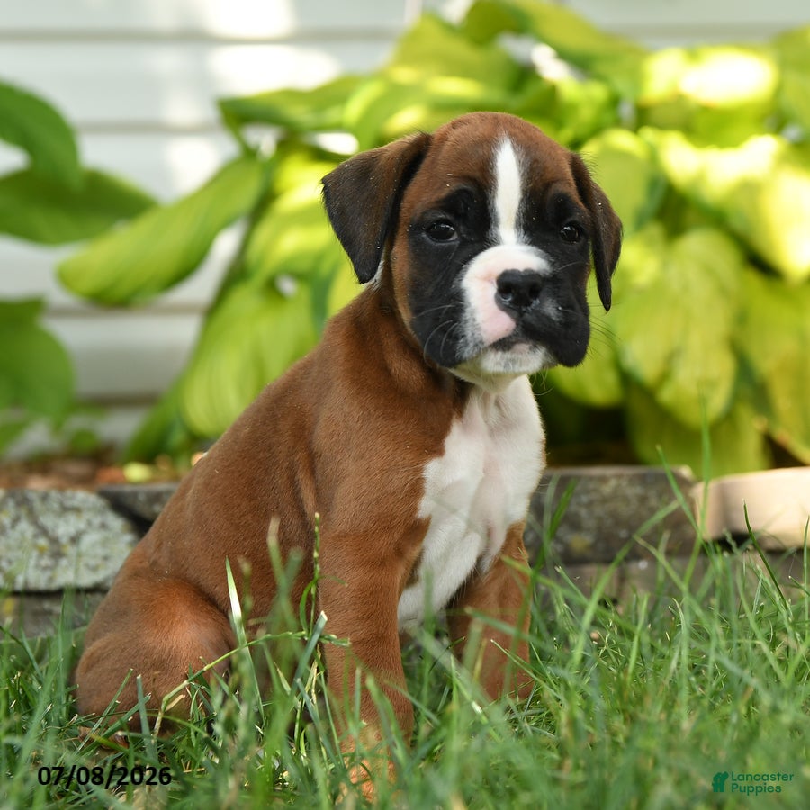 Boxer dogs Rogue - Ad 2