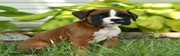 Boxer dogs for sale: Rogue - Ad 2
