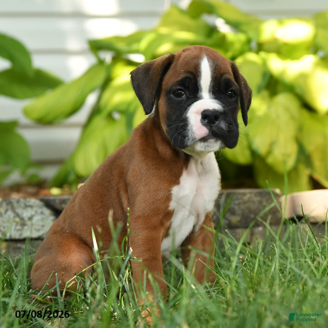 Boxer dogs for sale: Rogue - Ad 2