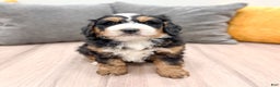 Mini Bernedoodle dogs for sale: Benji - Ad 6