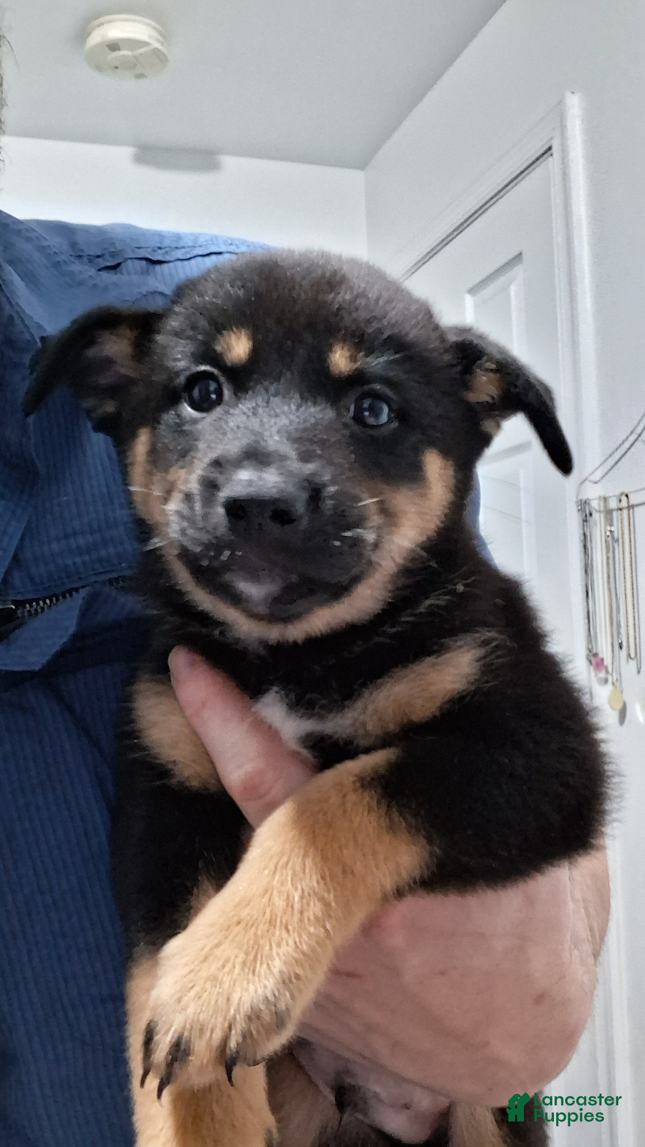 Mixed Breed dogs Ranger - Ad 30