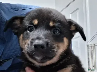 Mixed Breed dogs Ranger - Ad 30