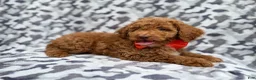 Cockapoo dogs for sale: Rover - Ad 8