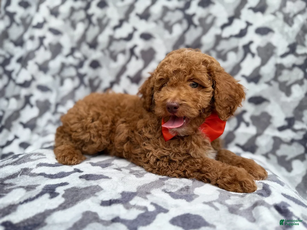 Cockapoo dogs for sale: Rover - Ad 8