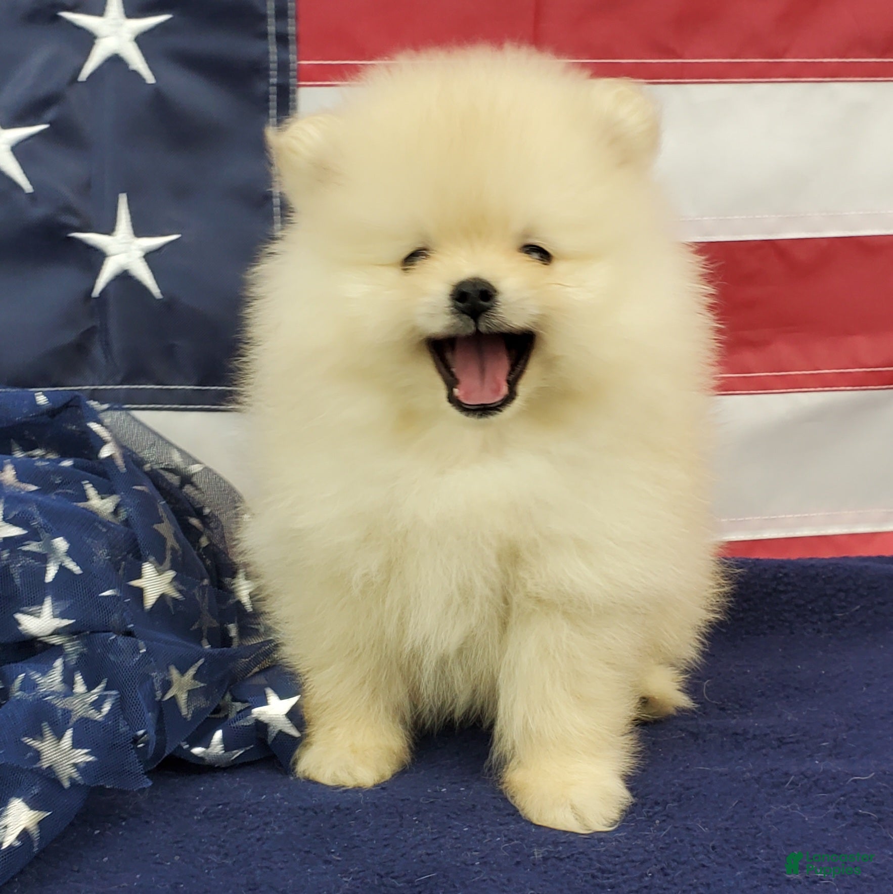 Pomeranian dogs Wrangler - Ad 12