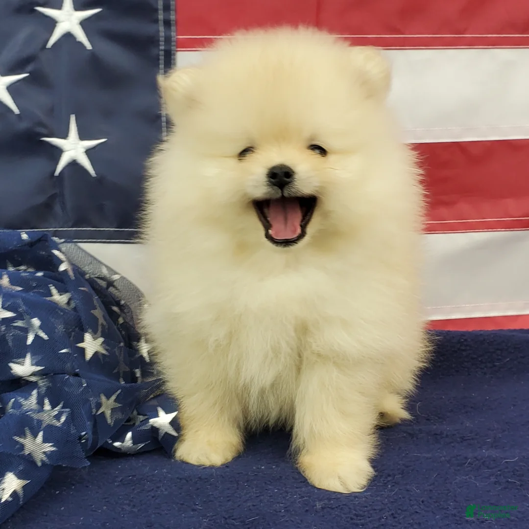 Pomeranian dogs for sale: Wrangler - Ad 1