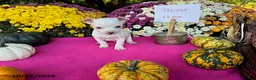 Chihuahua dogs for sale: Trevor - Ad 1