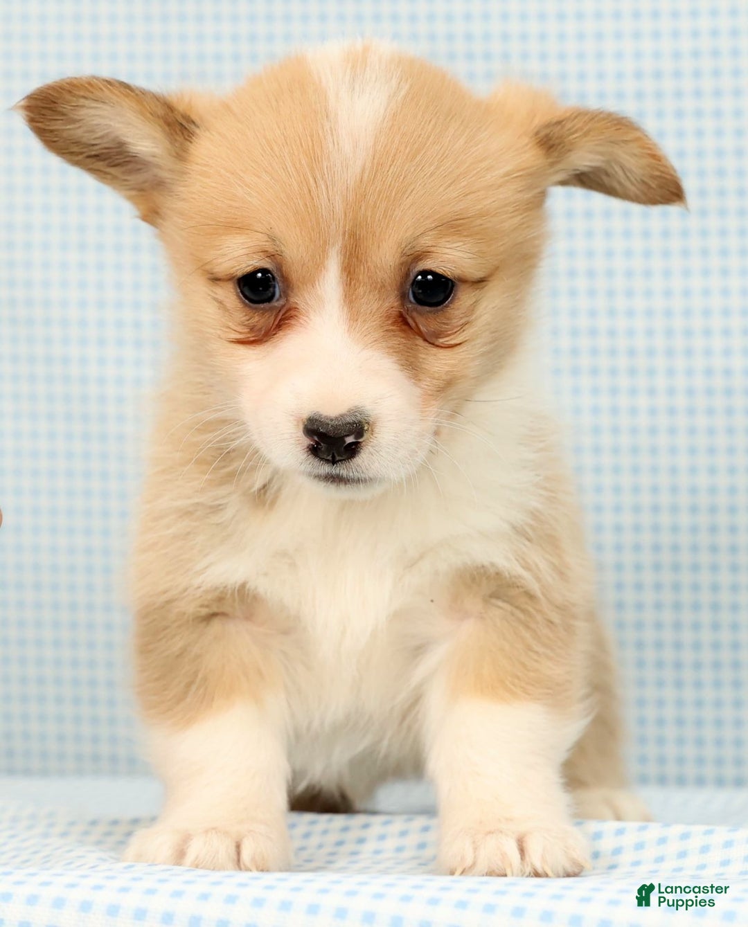 Welsh Corgi Pembroke dogs for sale: Honey - Ad 5