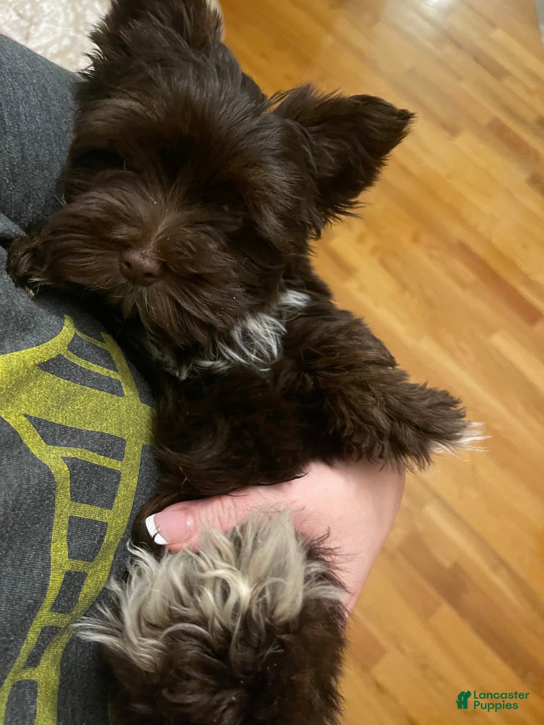 Yorkshire Terrier dogs for sale: KB Chocolate Yorkie - Ad 2