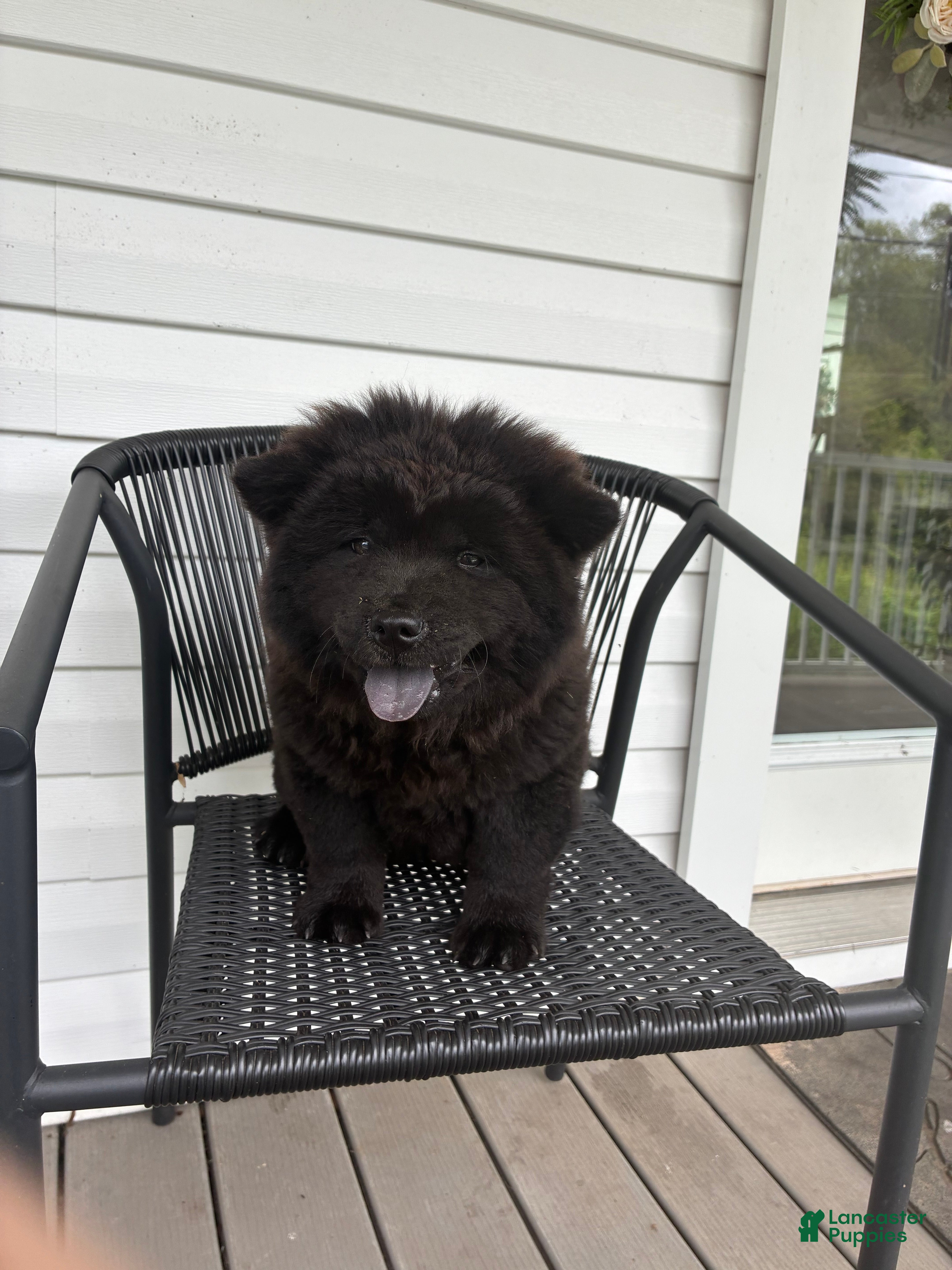 Chow Chow dogs Sunshine - Ad 2