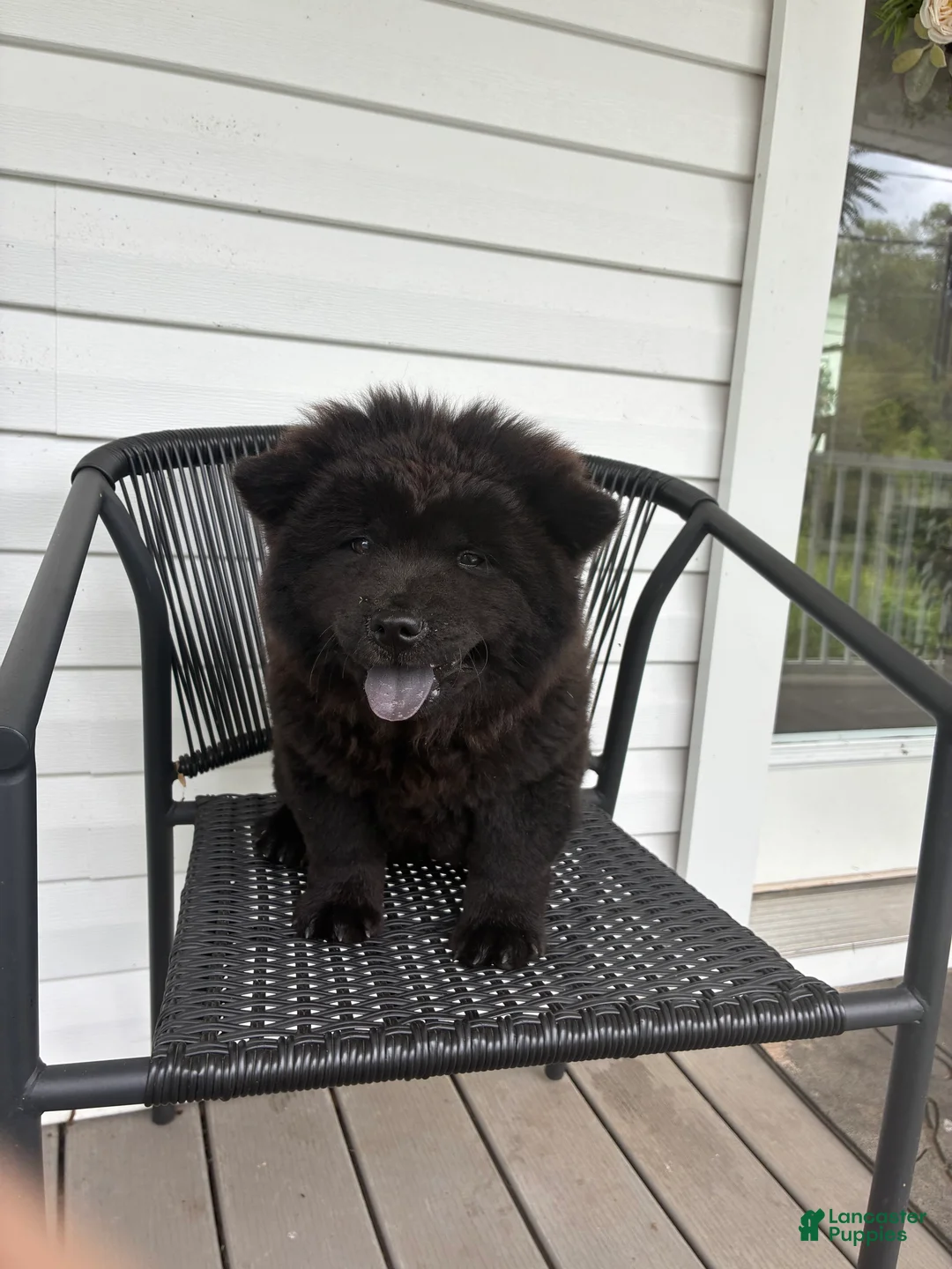 Chow Chow dogs for sale: Sunshine - Ad 2