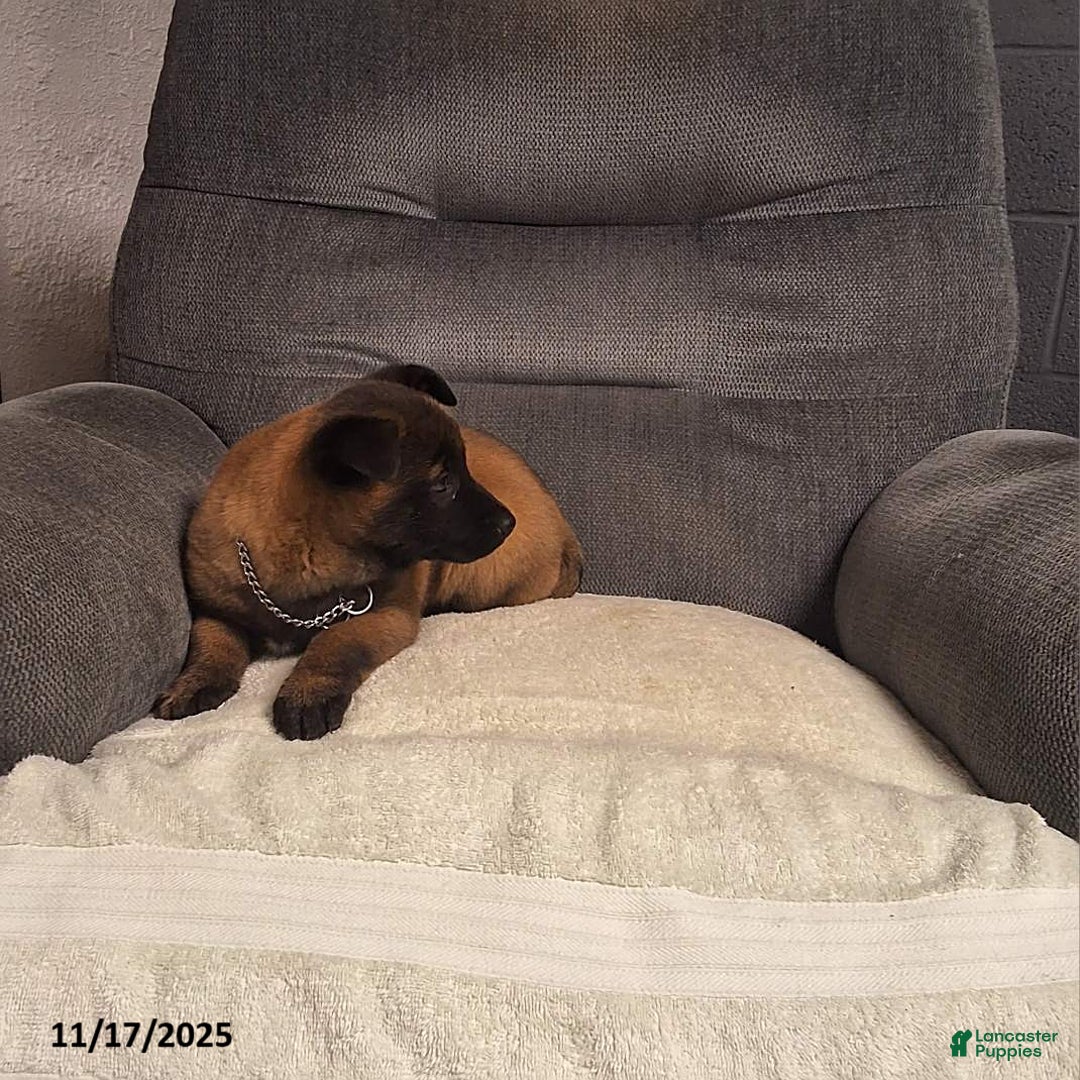 Belgian Malinois dogs for sale: Bella   - Ad 2