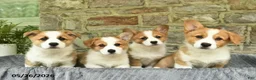 Welsh Corgi Pembroke dogs for sale: Bambi  - Ad 3