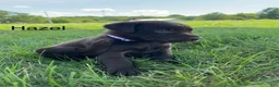 Labrador Retriever dogs for sale: Hazel - Ad 12