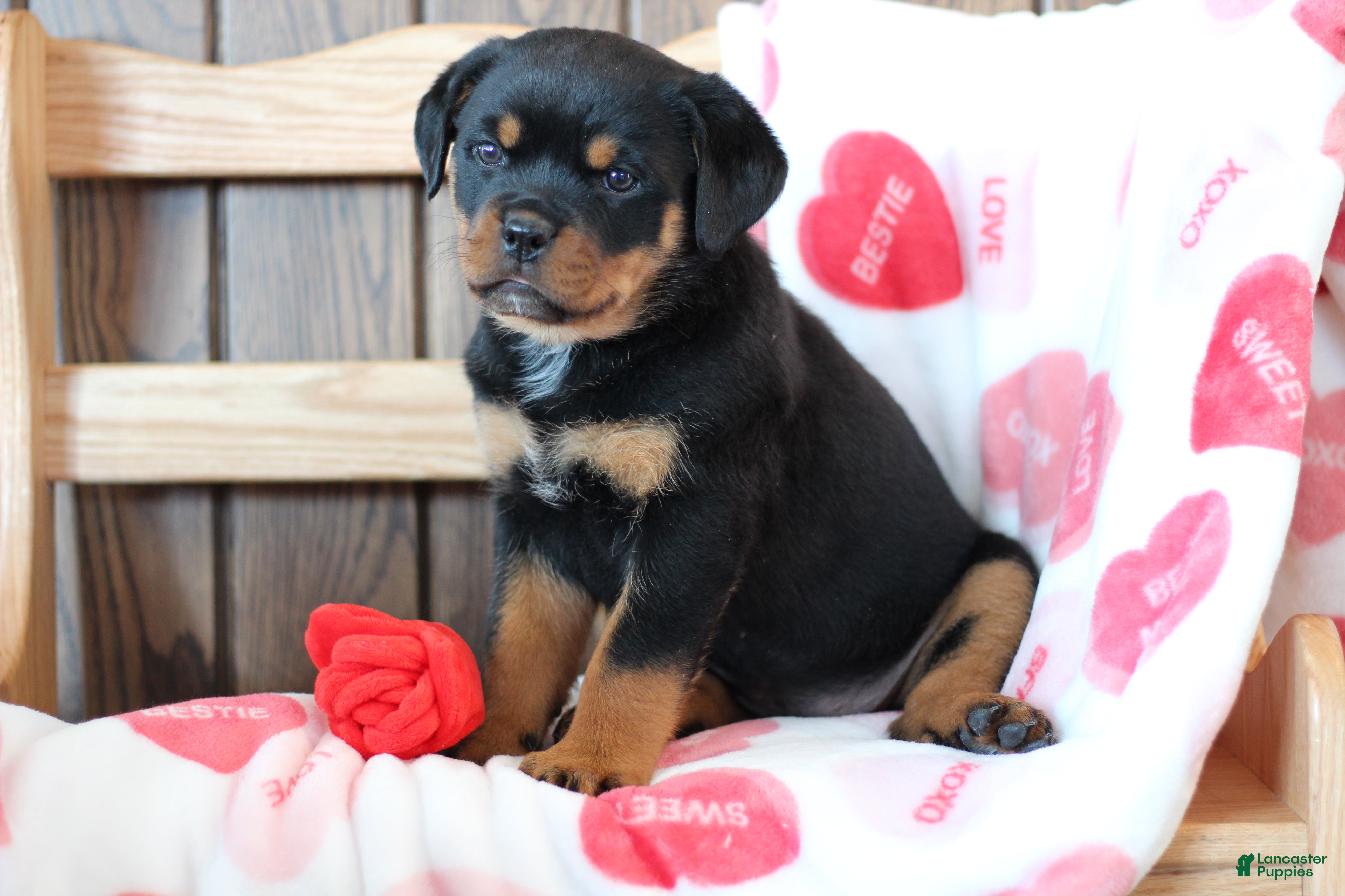 Rottweiler dogs Juliet - Ad 27