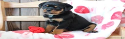 Rottweiler dogs for sale: Juliet - Ad 1