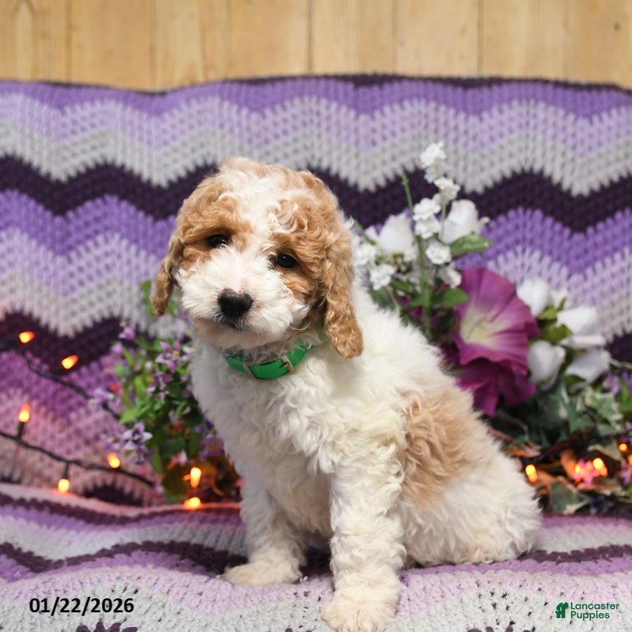 Mini Goldendoodle dogs Inca - Ad 1