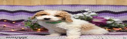 Mini Goldendoodle dogs for sale: Inca - Ad 1