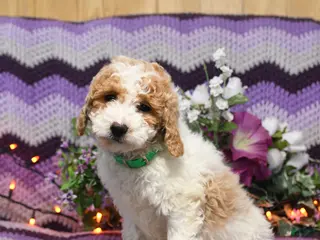Mini Goldendoodle dogs Inca - Ad 40