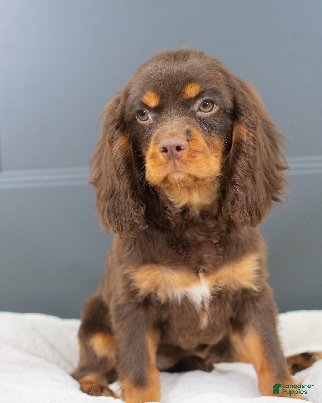 Labradoodle dogs for sale: Daisy  - Ad 2