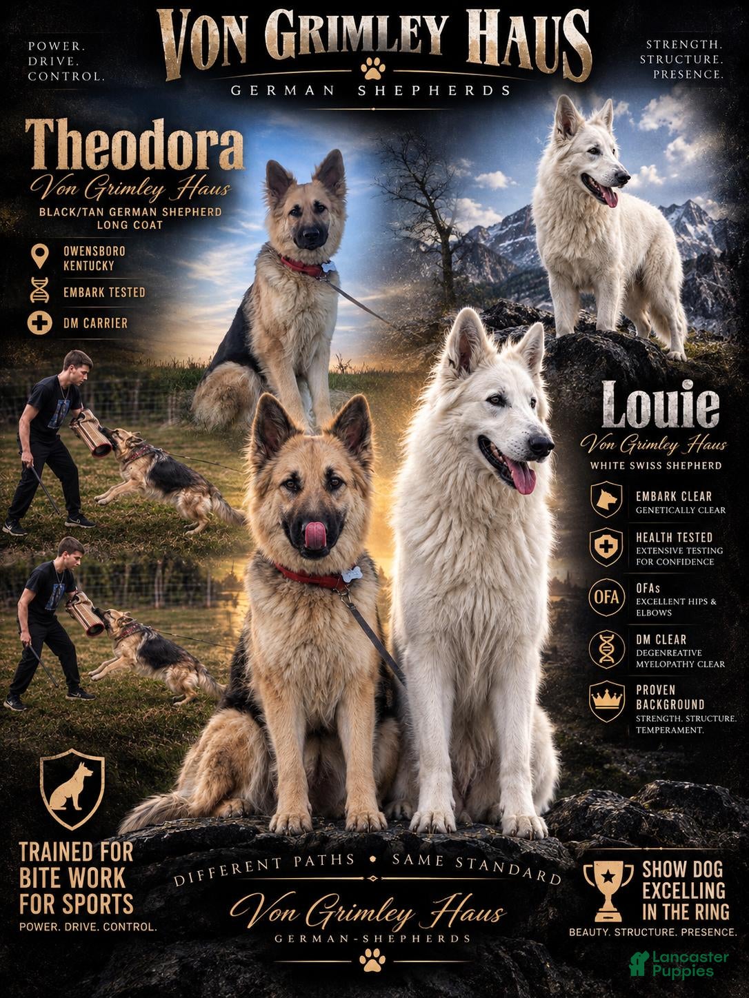 German Shepherd dogs Captain Kathy  - Ad 2