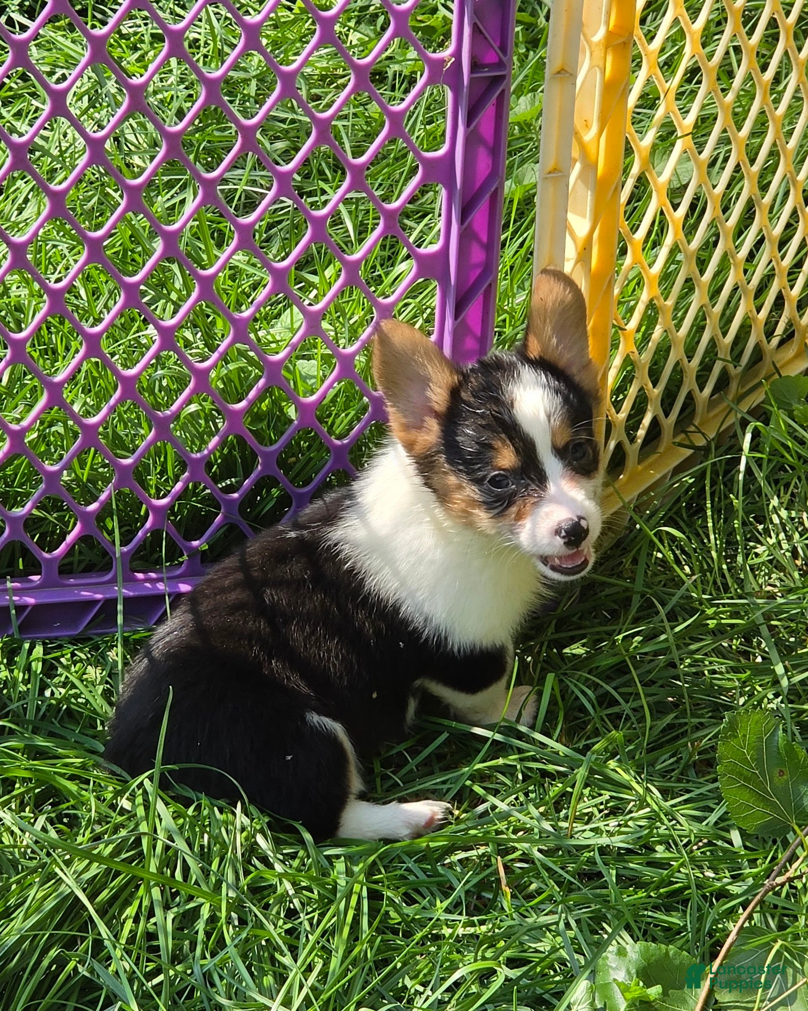 Welsh Corgi Pembroke dogs Raina - Ad 2