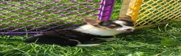 Welsh Corgi Pembroke dogs for sale: Raina - Ad 2