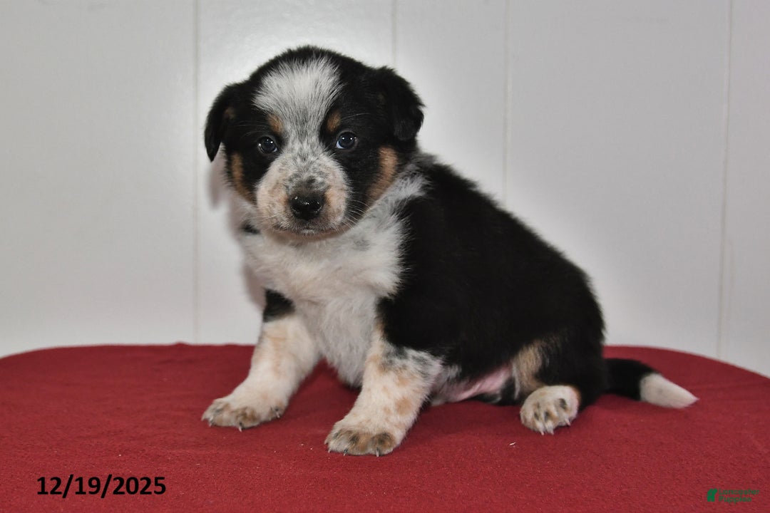 Mixed Breed dogs for sale: Nacho - Ad 2