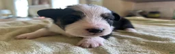 Mixed Breed dogs for sale: Max - Ad 6
